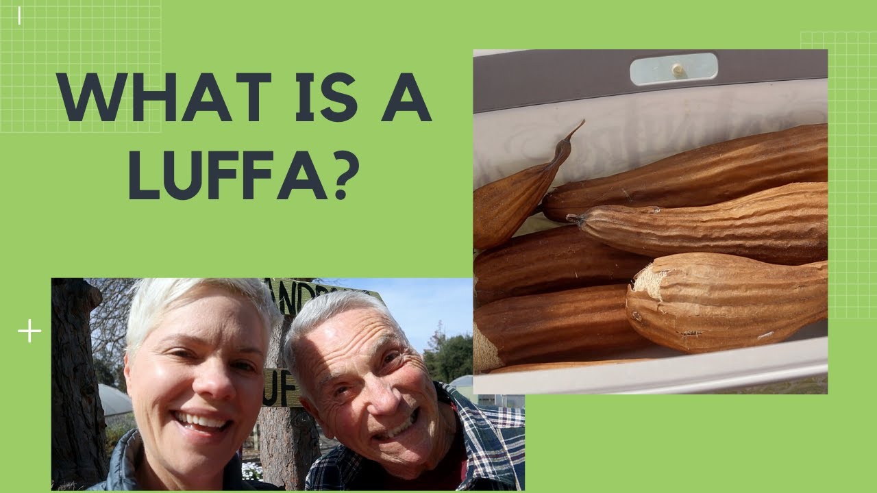 Visit to the Luffa Farm in Nipomo, CA