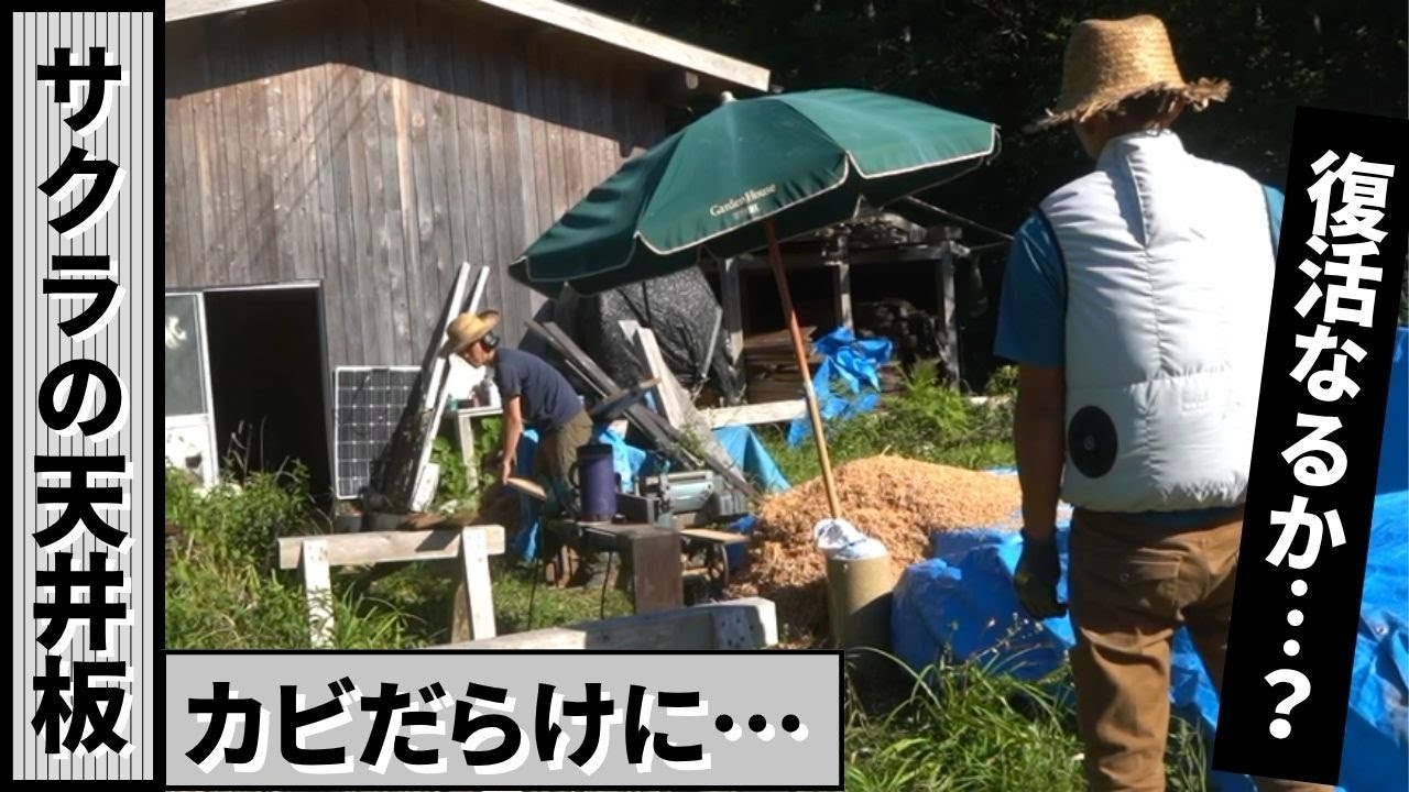 捨てるには惜しすぎる…カビたサクラの天井板を本気で復活させました【セルフビルド家づくり】