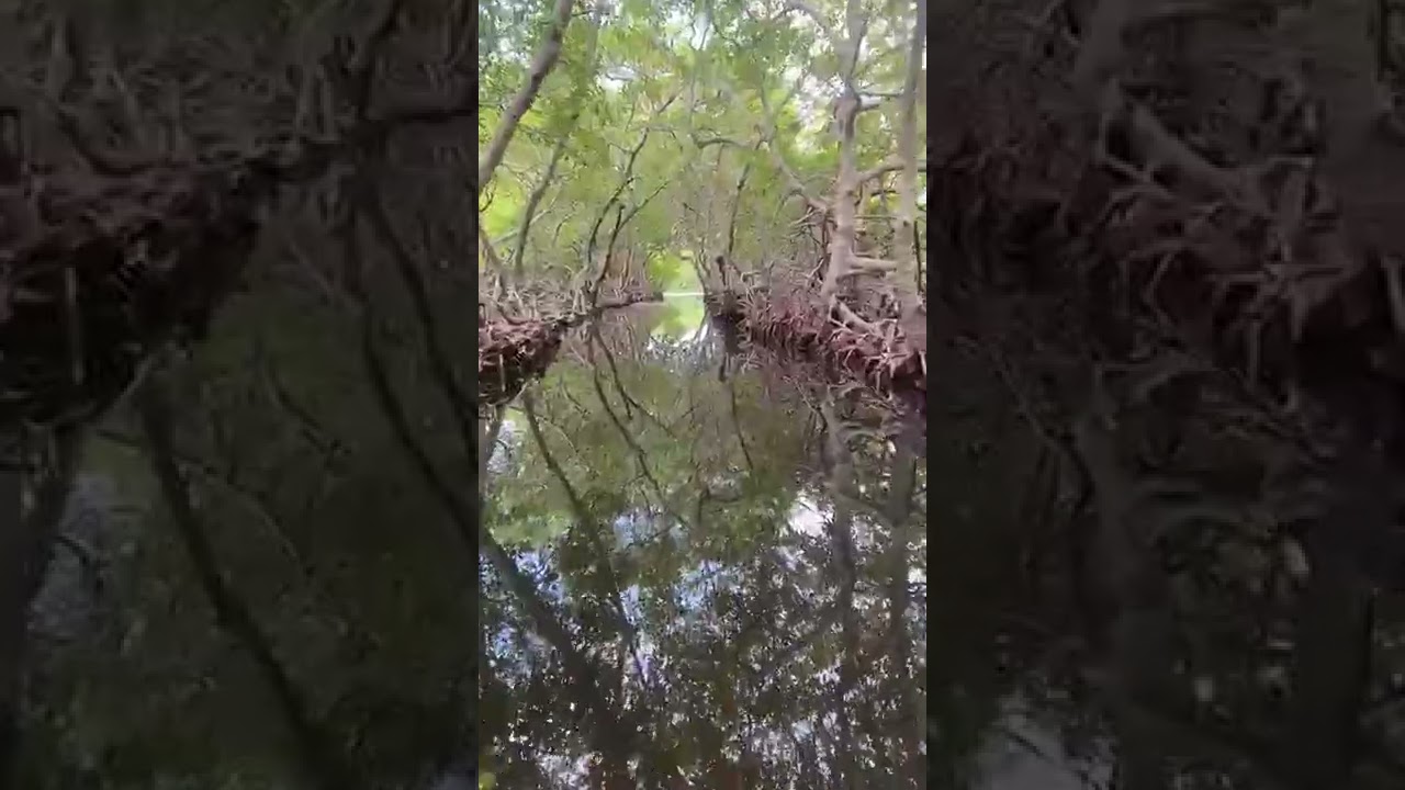 Roatan East End Mangrove Tour
