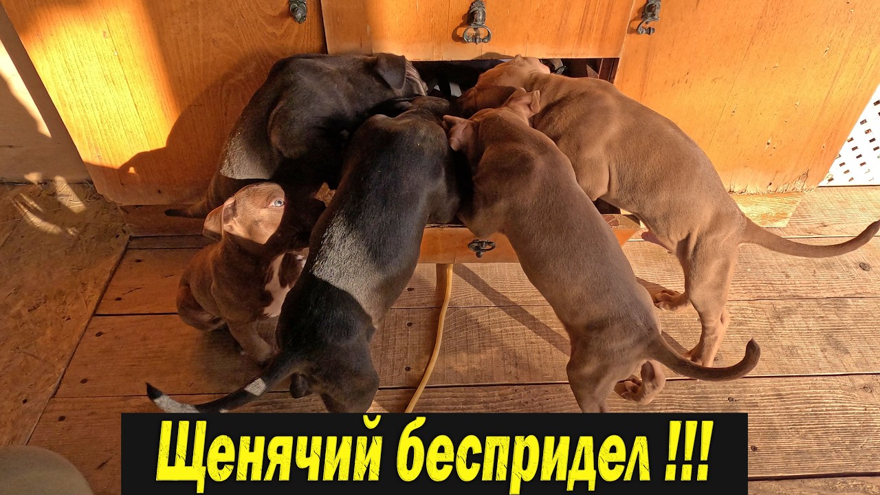 Как успеть все !!!???  Щенки питбуля бепределят !!!