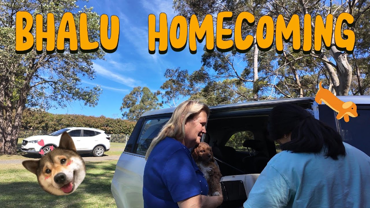 Bhalu Homecoming