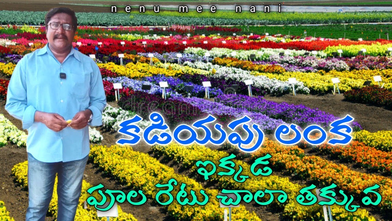 Low price quality flowers !! Kadiyapulanka Flower Market !! nenu mee nani @harshasriram77