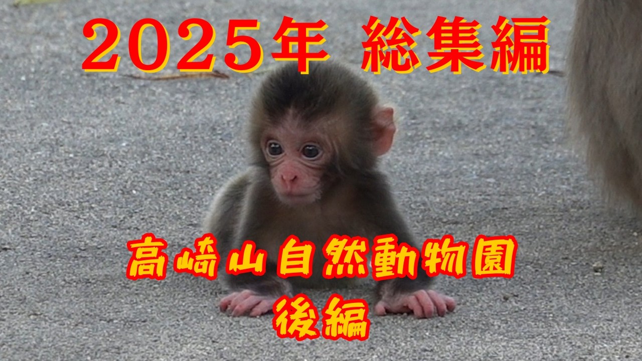 高崎山自然動物園の一年 2025年モンキーパーク総集編 後編 【高崎山自然動物園 モンキーパーク】
