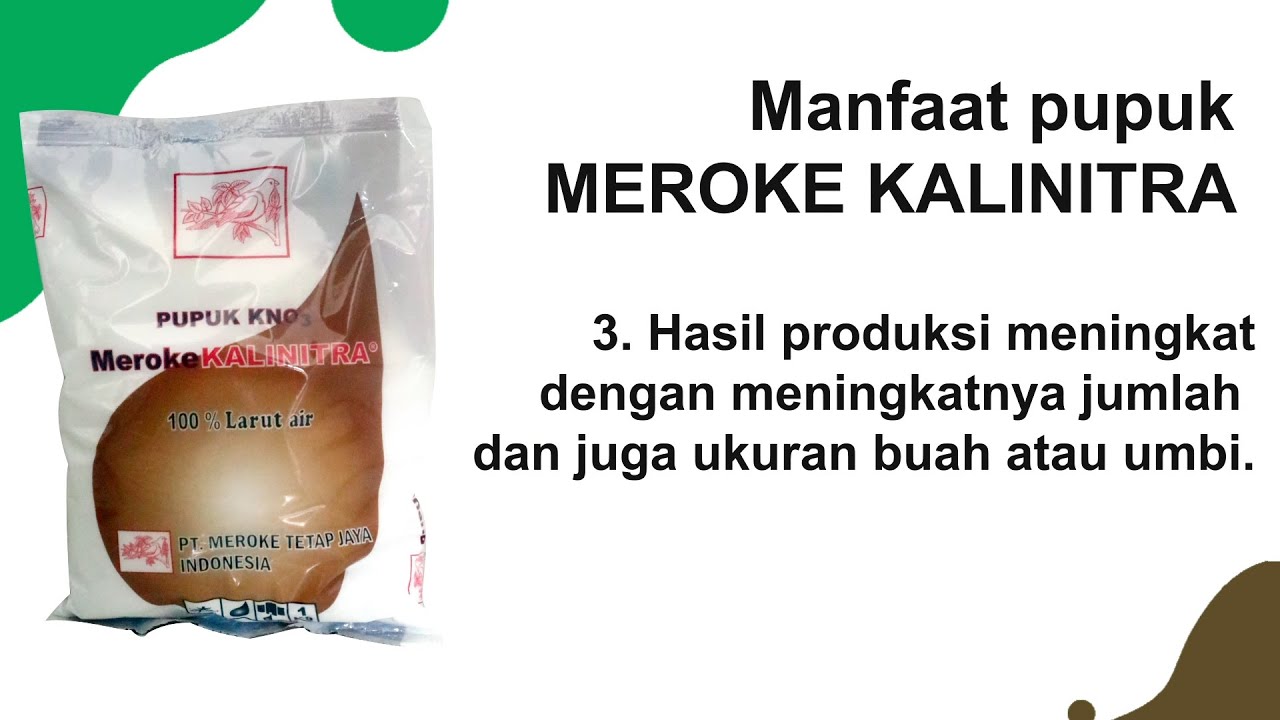 Penggunaan Pupuk Meroke Kalinitra atau KNO3 Pada Tanaman, Bisa Untuk Pupuk AB Mix Hidroponik juga