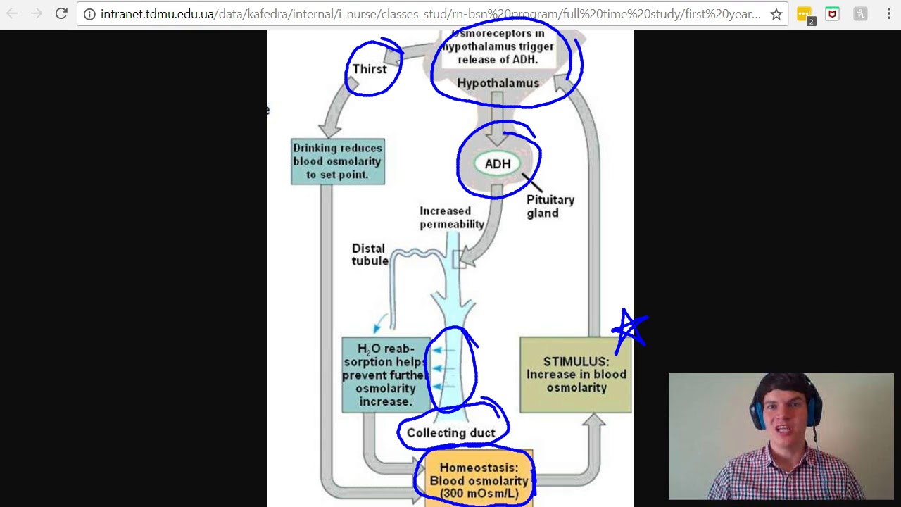 MCAT Question of the Day: Antidiuretic Hormone (ADH) Product