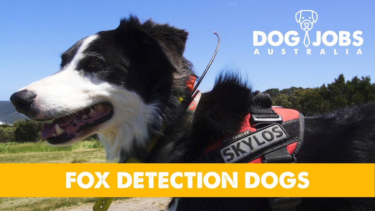 DOG JOBS AUSTRALIA - S01E02 - Fox Detection Border Collie