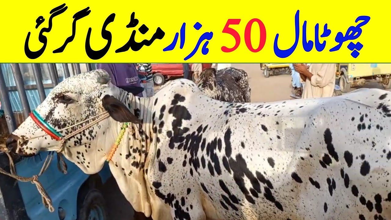 Malir Maweshi me Soday |Malir Mandi Karachi 2024 |Malir cow mandi today