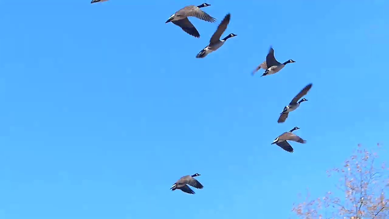 Panasonic fz200 superzoom camera - video test