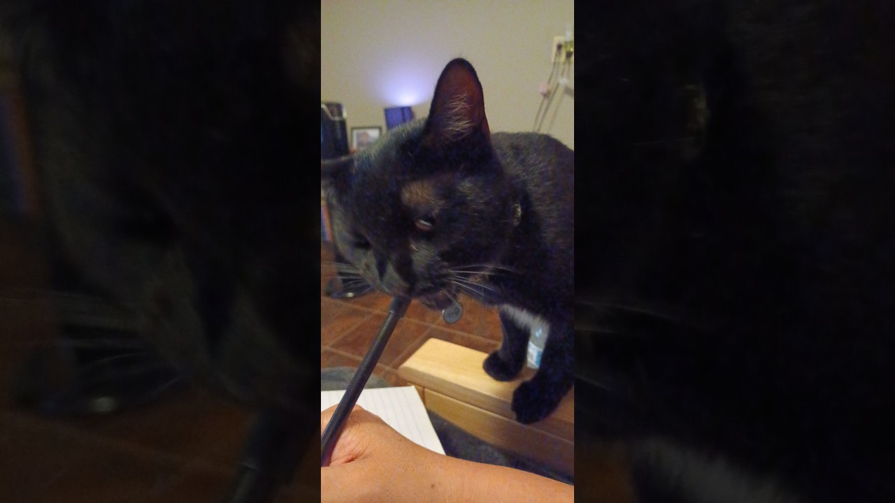 Nala's Funniest & Cutest Moments | Cat Compilation