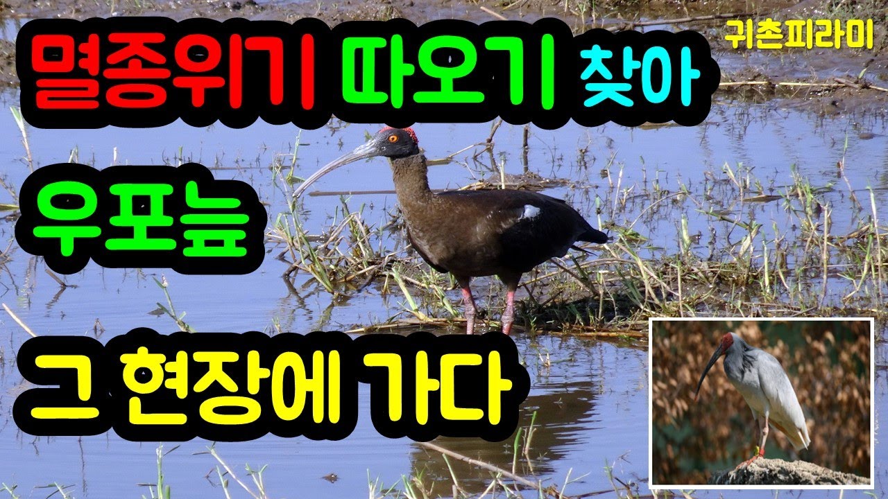 멸종위기 천연기념물 따오기가 야생에서 살아있다! [귀촌피라미]