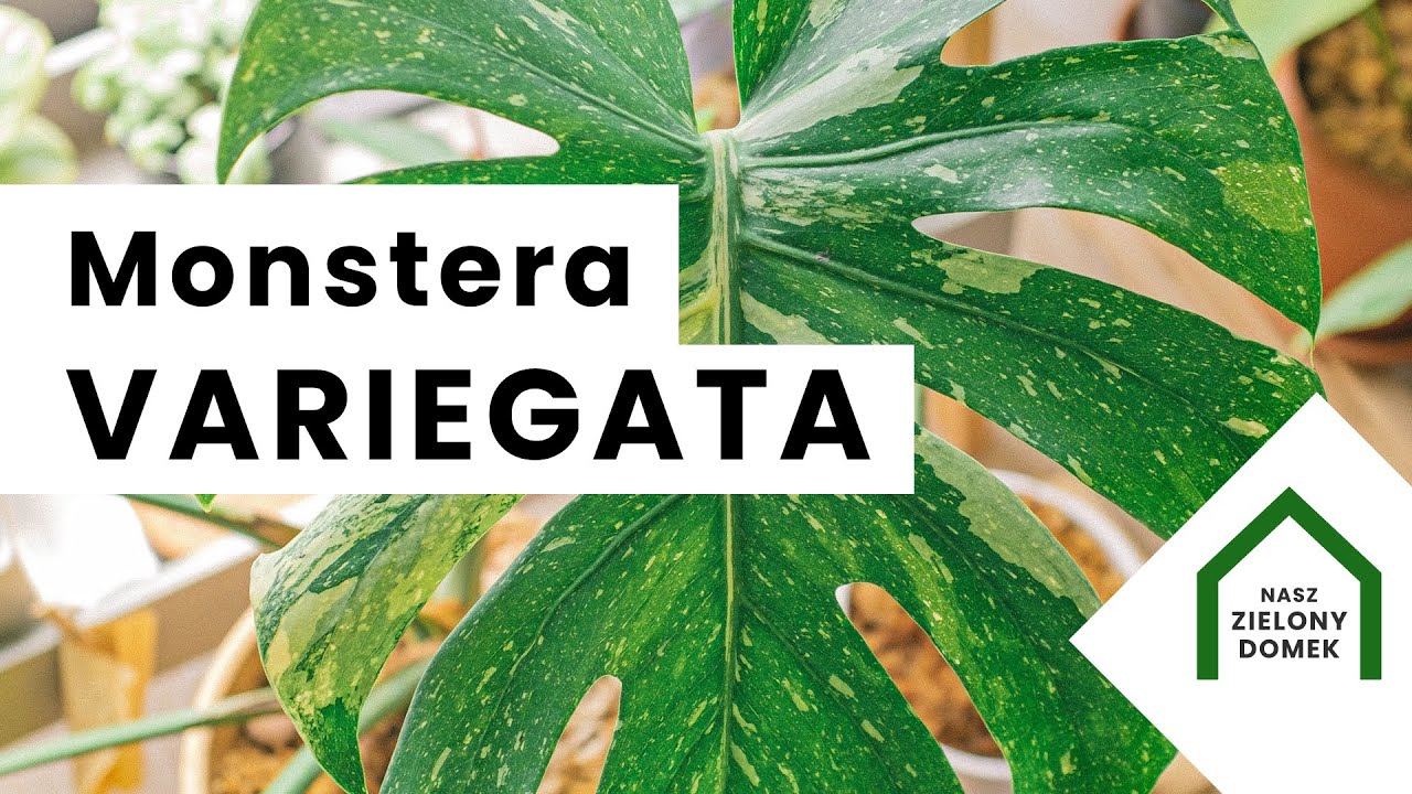 Monstera variegata  - Moja kolekcja roślin | Moje rośliny | My plant collection | nowy liść 🌱💚