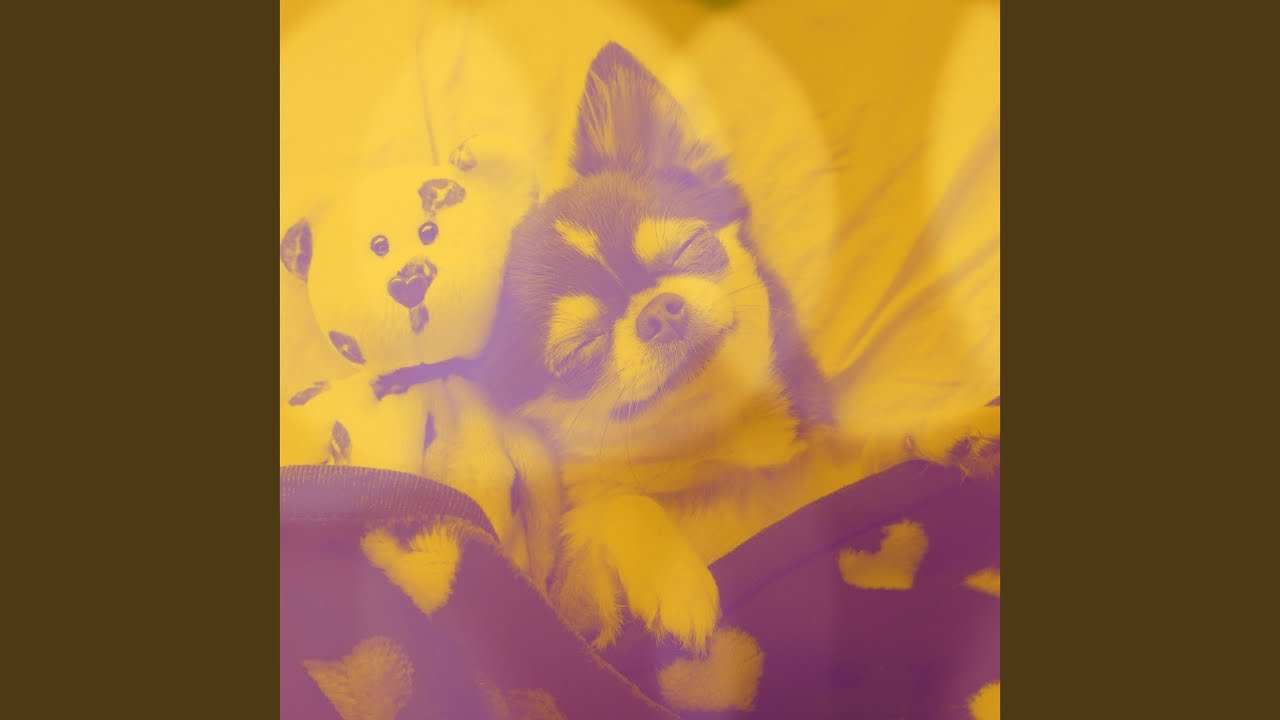 Retro Calming Dogs