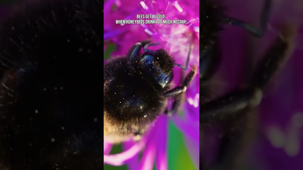 Bees Get Buzzed: When Honeybees Drink Too Much Nectar! 