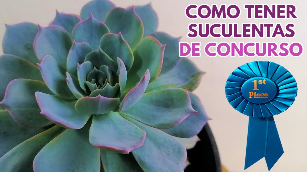 suculentas como hacerlas mas bellas DONSUCULENTO