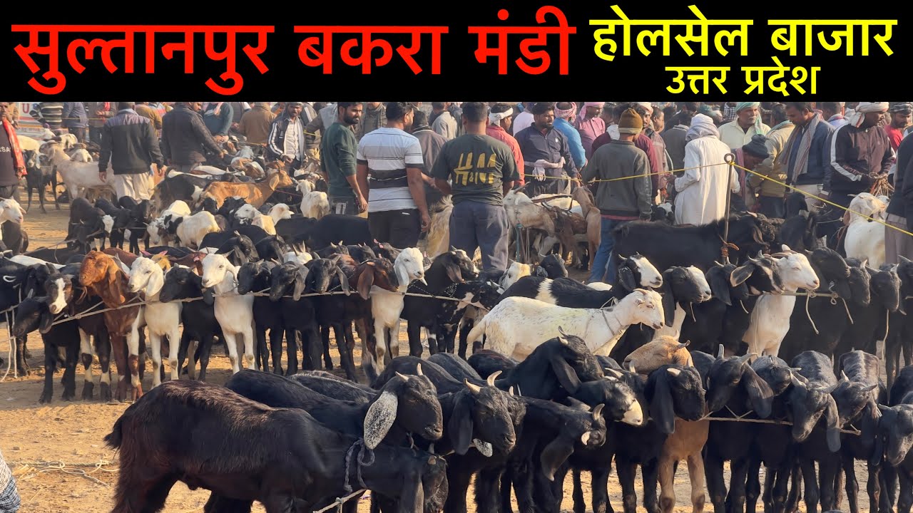 सबसे सस्ती बाजार सुल्तानपुर बकरा मंडी उत्तर प्रदेश | Sultanpur Goat Market Live Update | Ziya Vlogs