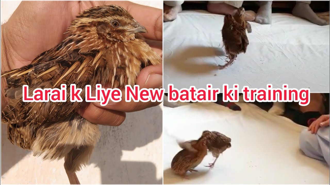 New batair ki training 😍| batair ki larai | Batair Dana khori | #batairlarai #Batairtraining #birds