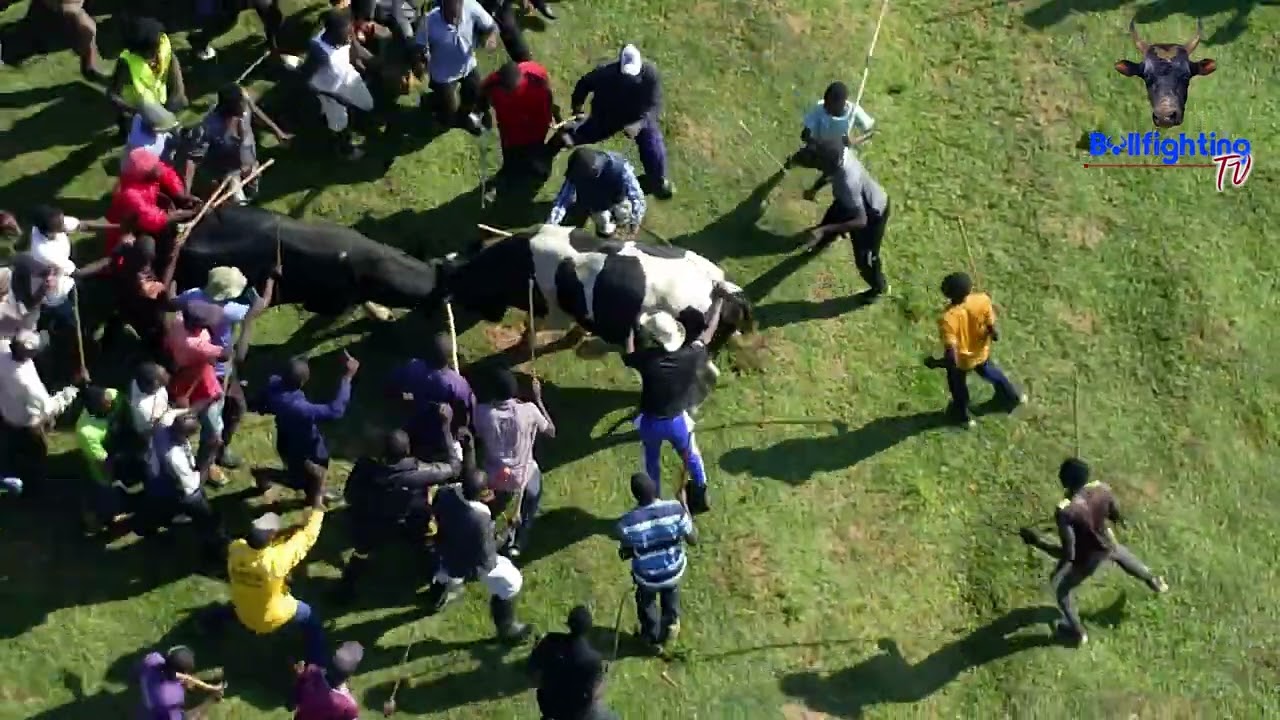 Epic Showdown: Governor Bull vs Wajakoya Bull - Head-to-Head Battle of Titans!