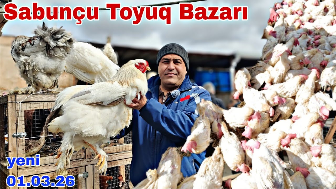 Sabunçu Toyuq Bazarı 1 mart 2026