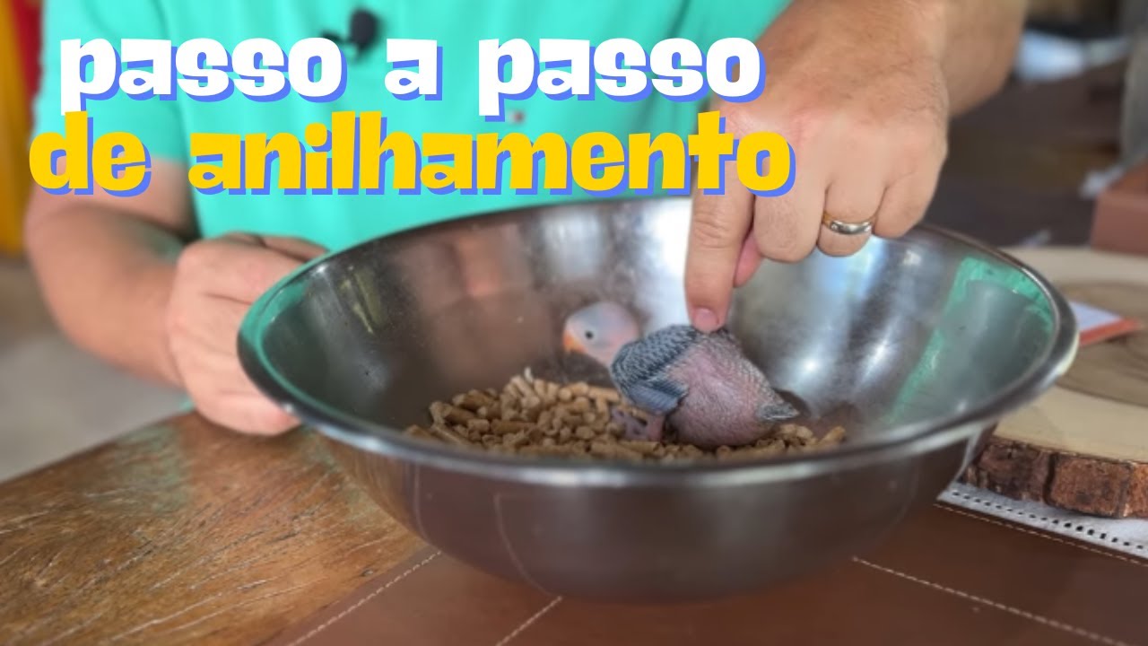 COMO ANILHAR UM FILHOTE DE RING NECK