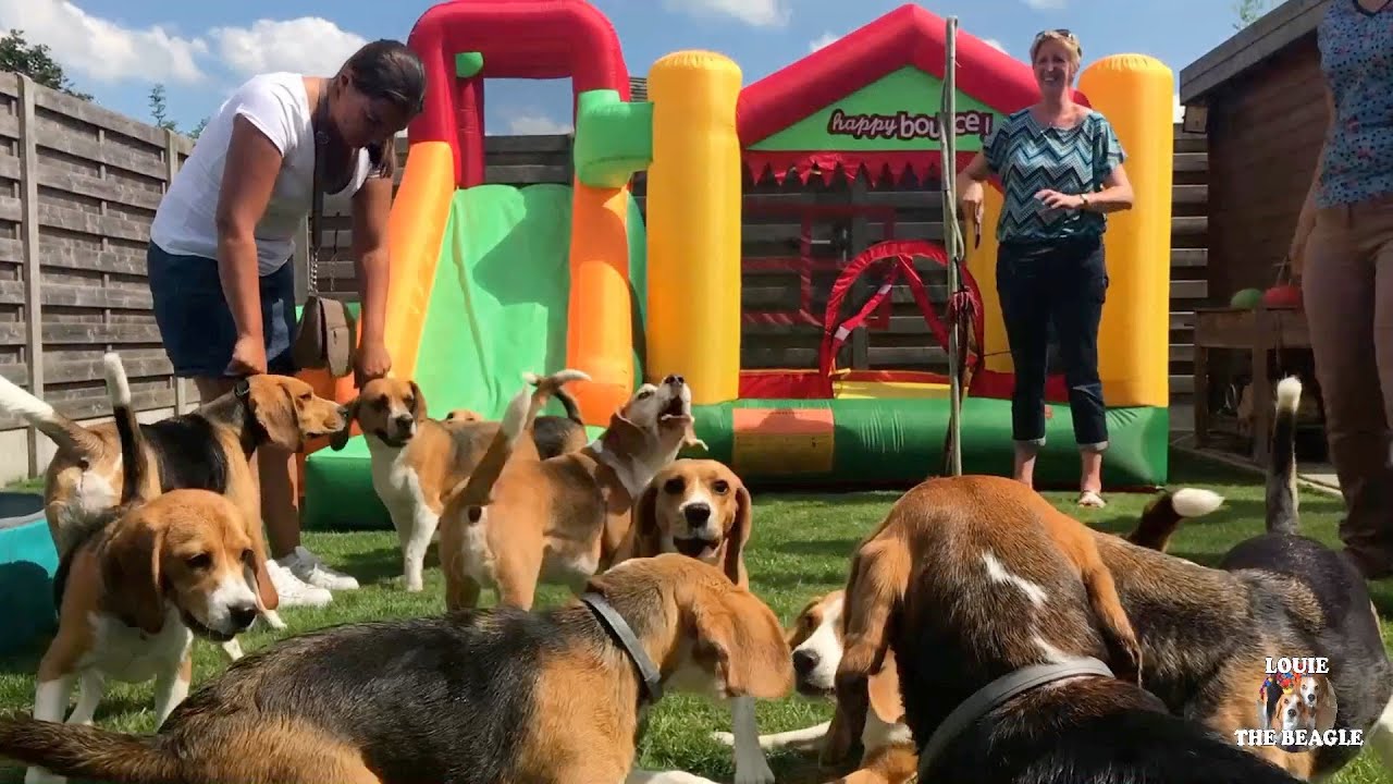 TOP 5 BEAGLE POOL PARTIES COMPILATION! Ft. Louie & Marie