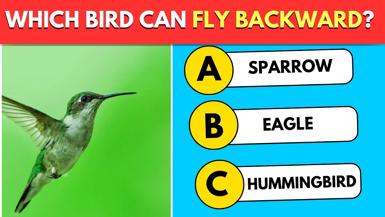 Your IQ Is Impressive If You Pass This General Knowledge Quiz 🧠🔥