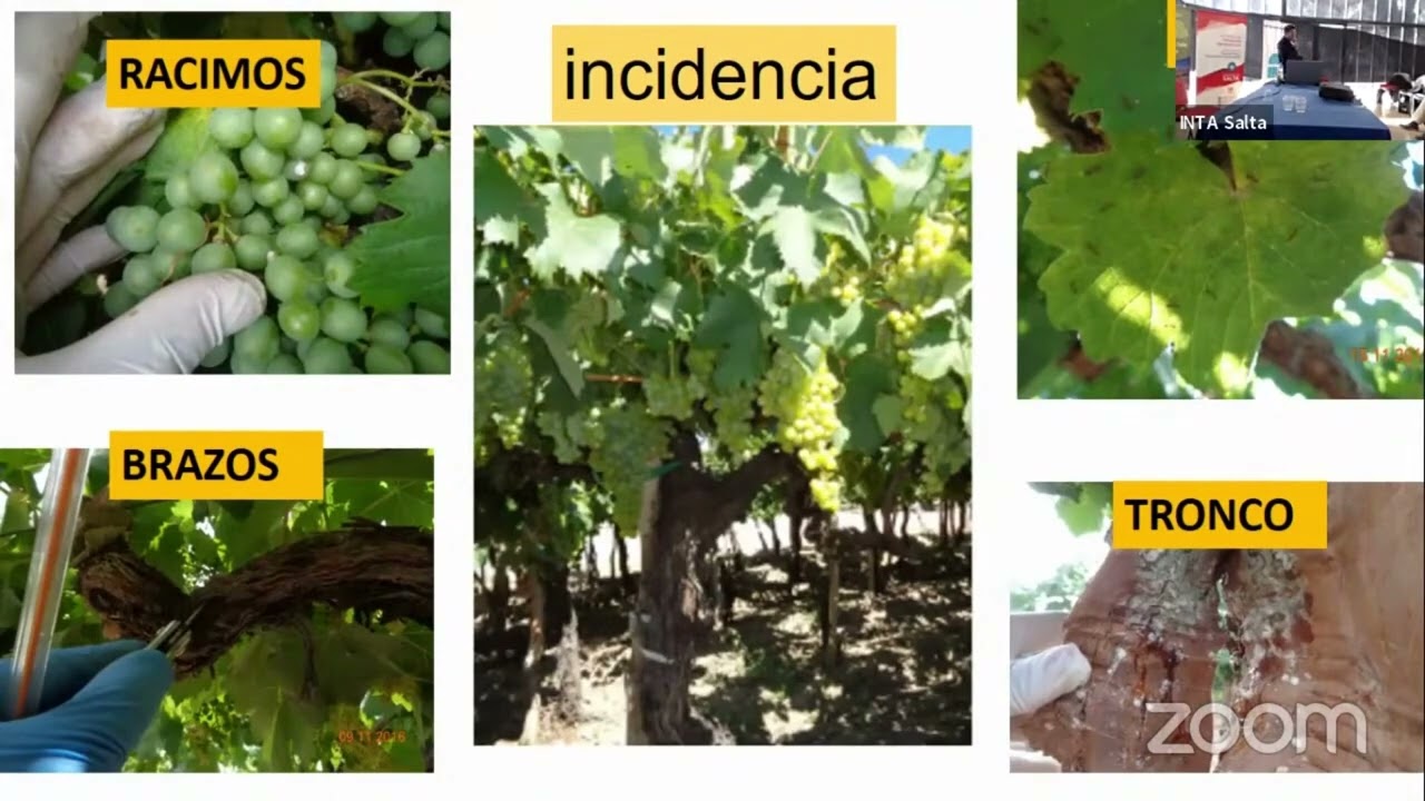 Experiencias en manejo de la cochinilla harinosa de la vid en Cafayate