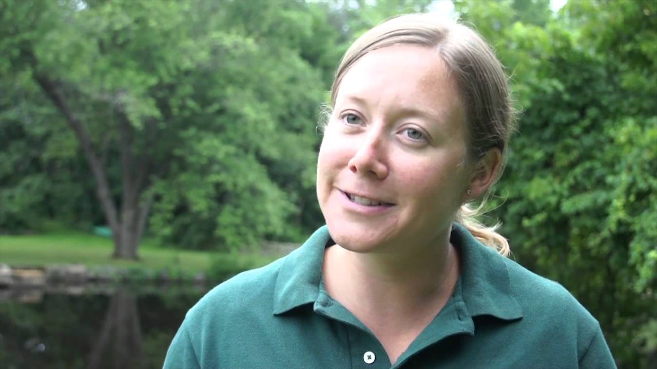 Monitoring American eels in N.H. rivers