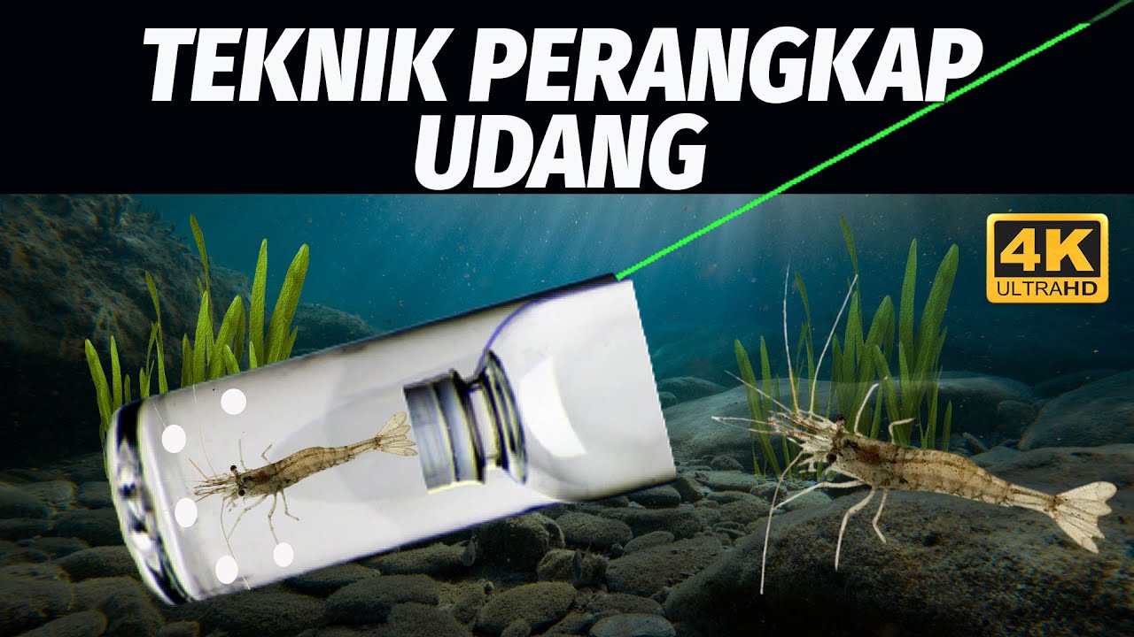 TEKNIK PERANGKAP UDANG TERBAIK BUAT UMPAN NIH BOSKU! 4K