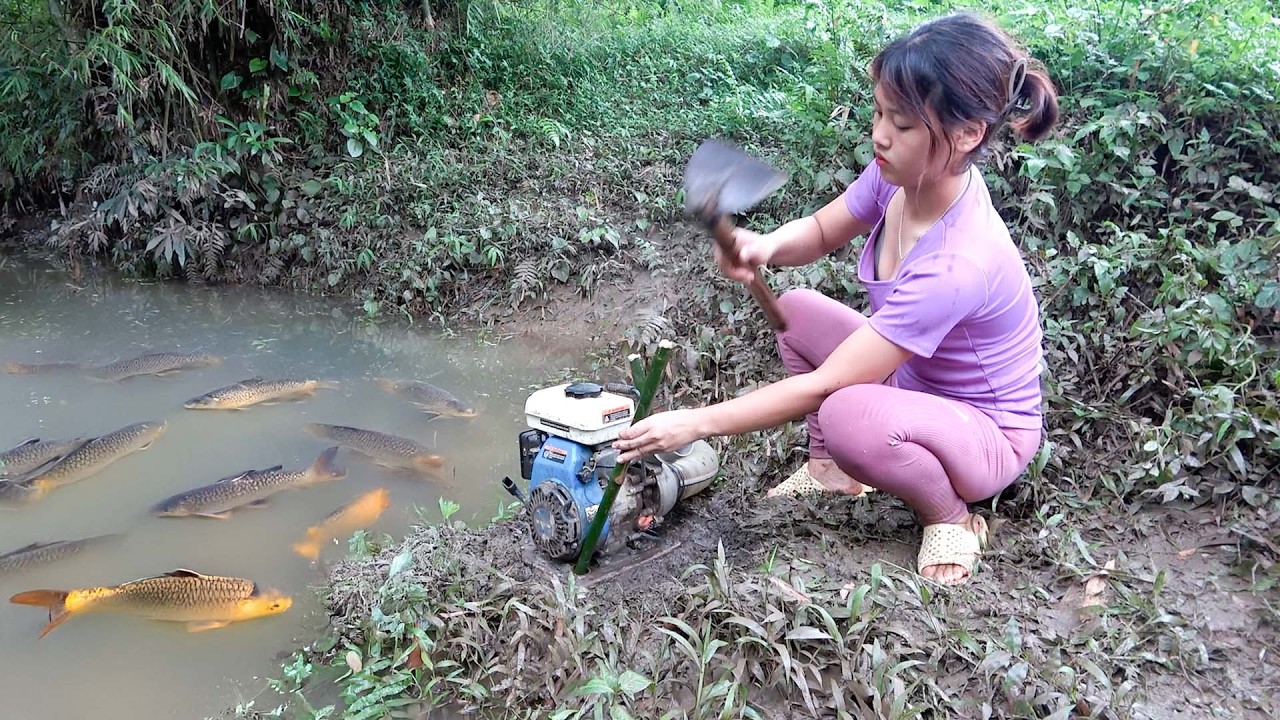 Harvesting Techniques In Traditional Fish Culture, Pond Water Fish Catching | Nguyet Fishing
