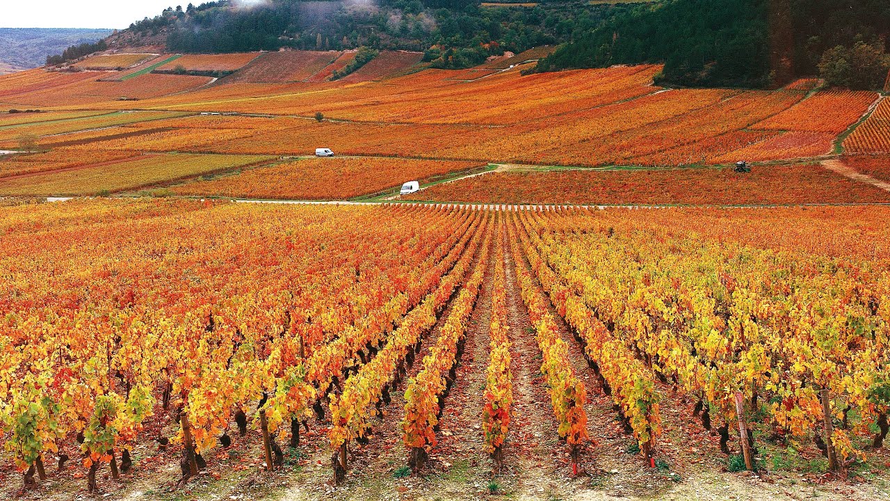Burgundy 2021 En Primeur - Meet our producers