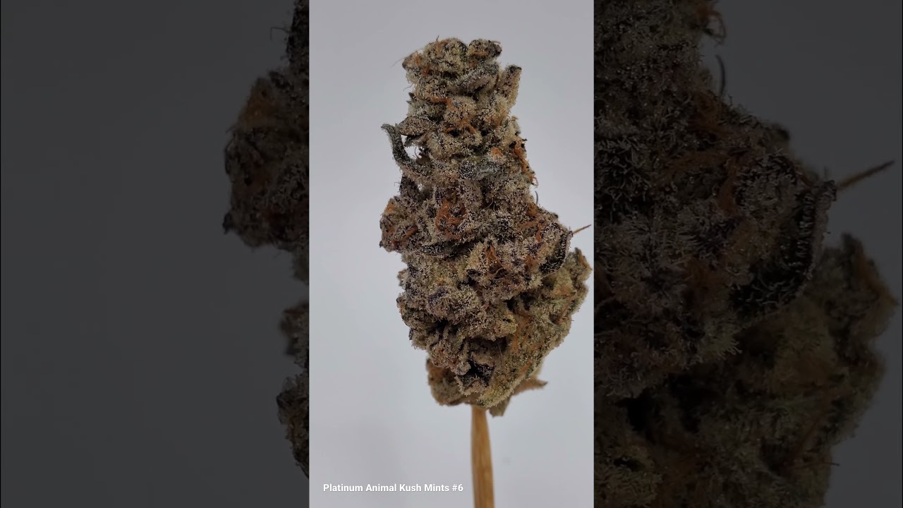 platinum Animal Kush Mints #6- Rootbase