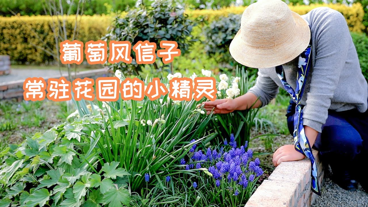 【海妈园艺课堂】葡萄风信子，常驻花园的小精灵