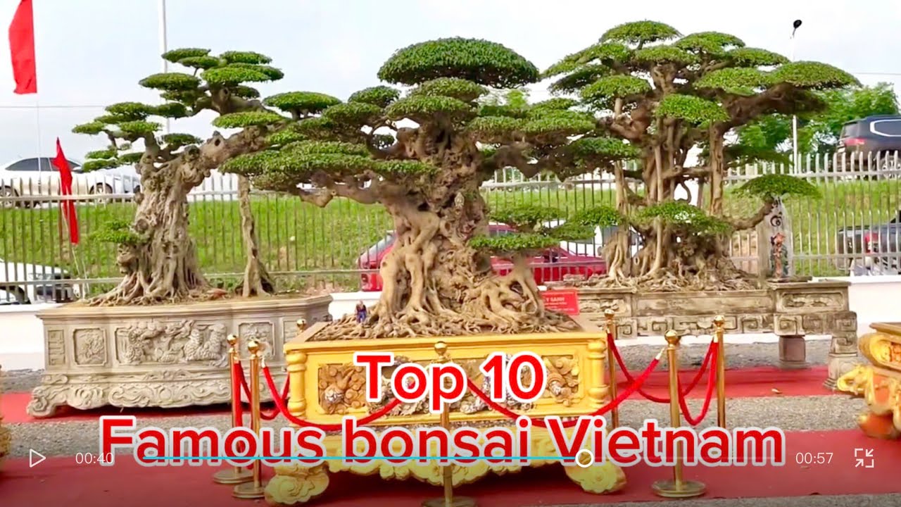 Top 10 Famous Bonsai in Vietnam – Must-See Masterpieces