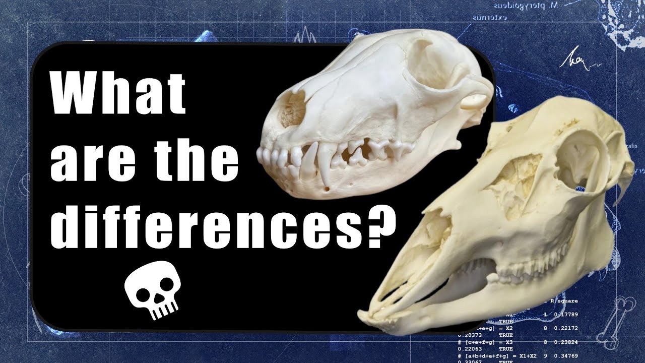 Comparing carnivore and herbivore skulls | Ripping vs grinding anatomy!