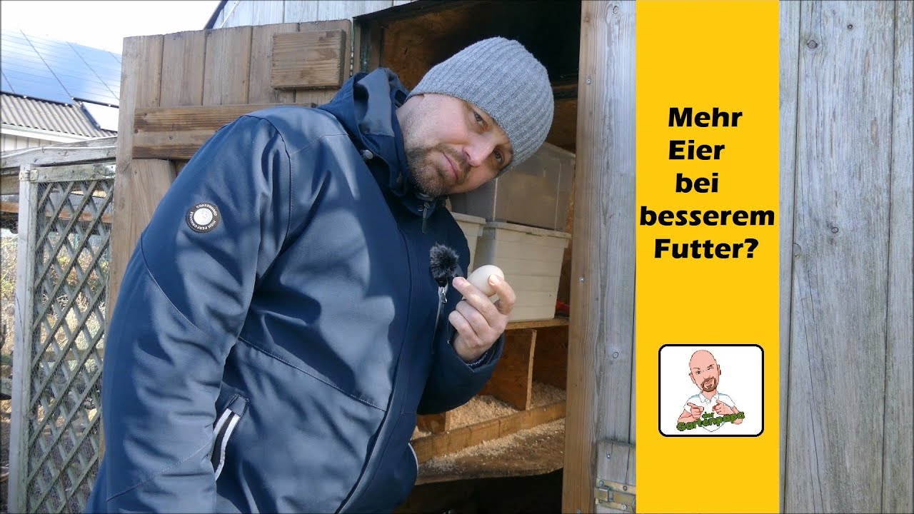Hühnerhaltung - Mehr Eier bei besserem Futter?