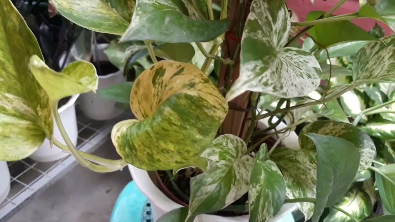 My Marble Queen Pothos Has A Stem Reverted Into Jade Pothos Variety