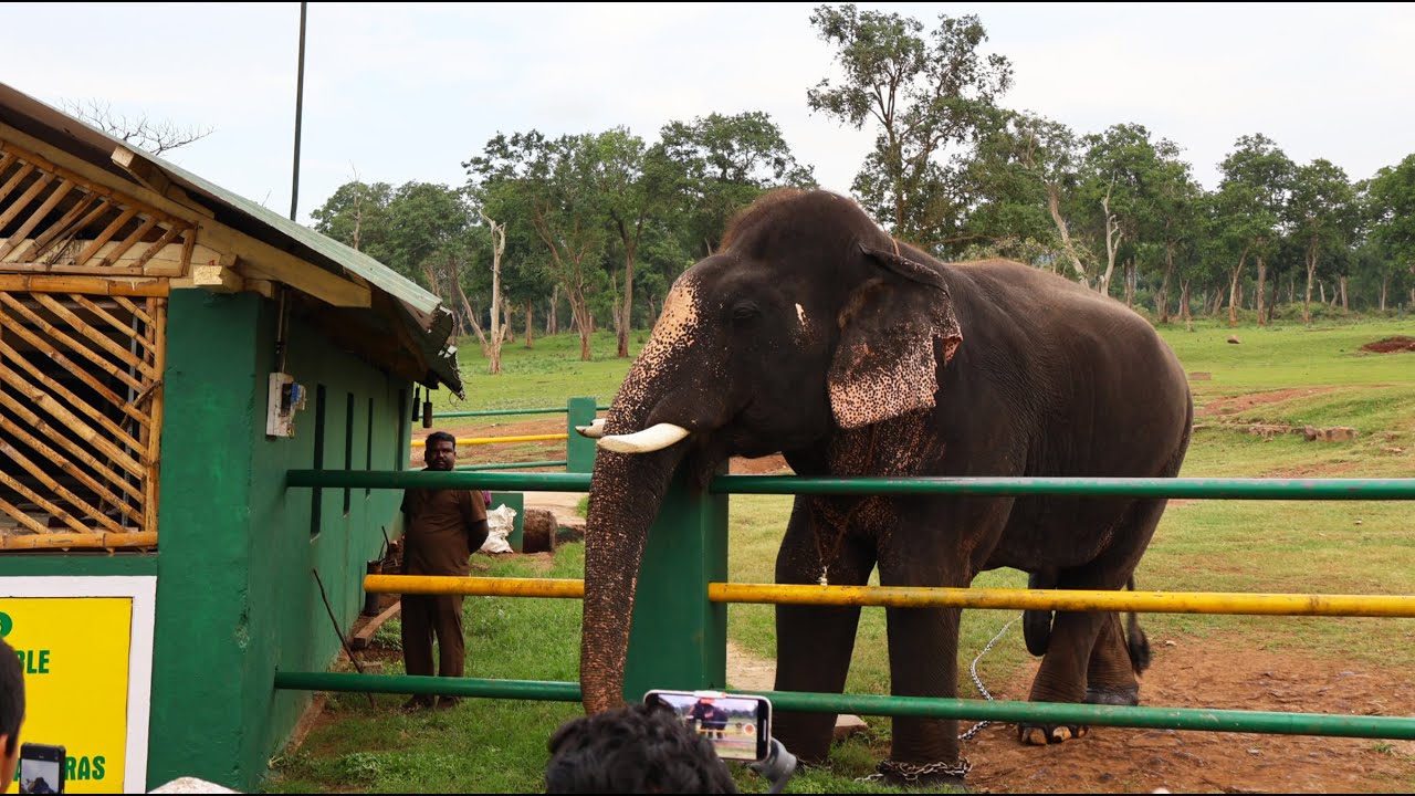 Theppakadu Elephant Feeding camp - Mudumalai Tiger Reserve - Tamilnadu Wild Safari / Masinagudi Ooty