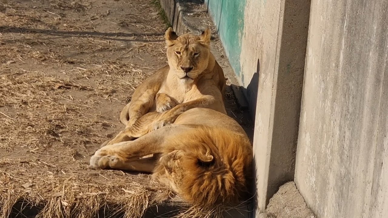 라온이랑 후추랑 #사자부부 #lion #라온과후추 #달성공원 