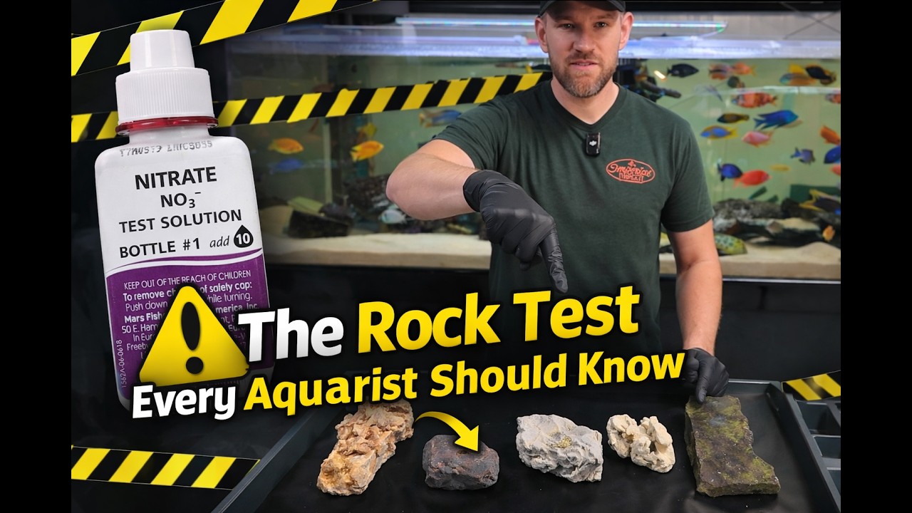 ⚠️🔥 The Rock Test Every Aquarist Should Know (Before Adding Rocks to Your Tank!) 🧪🐟 #test