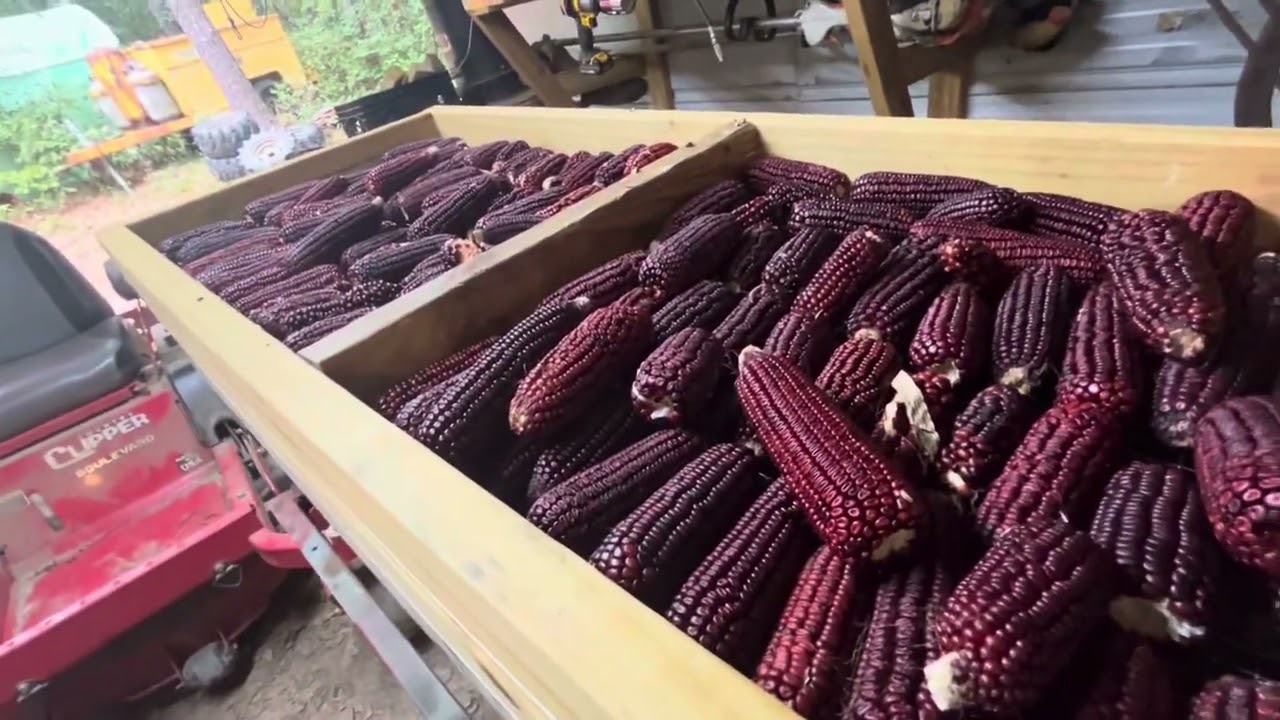 Picking and Shelling Jimmy Red
