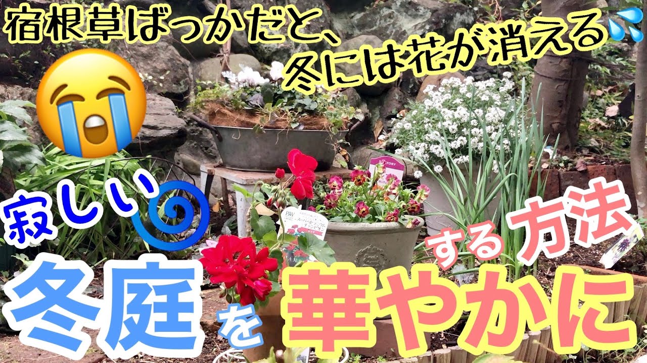 【宿根草のお庭って冬…寂しすぎる😭】貧相な宿根草の冬庭を、一瞬で華やかにする方法✨/ 誰にでも実践できて、春には宿根草にバトンタッチ出来て嬉しいこと尽くし🤗 / 模様替えし放題【ガーデニング】