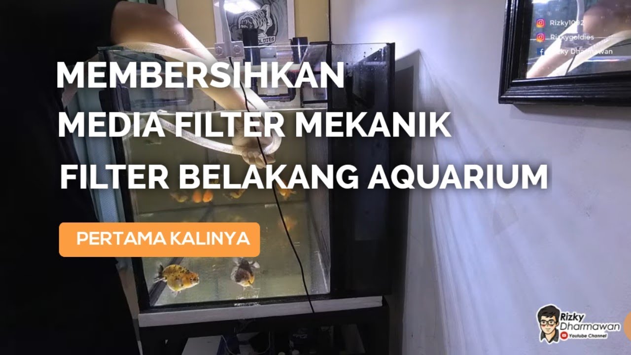 Membersihkan Filter Mekanik dan Ganti Air Aquarium Ikan Maskoki