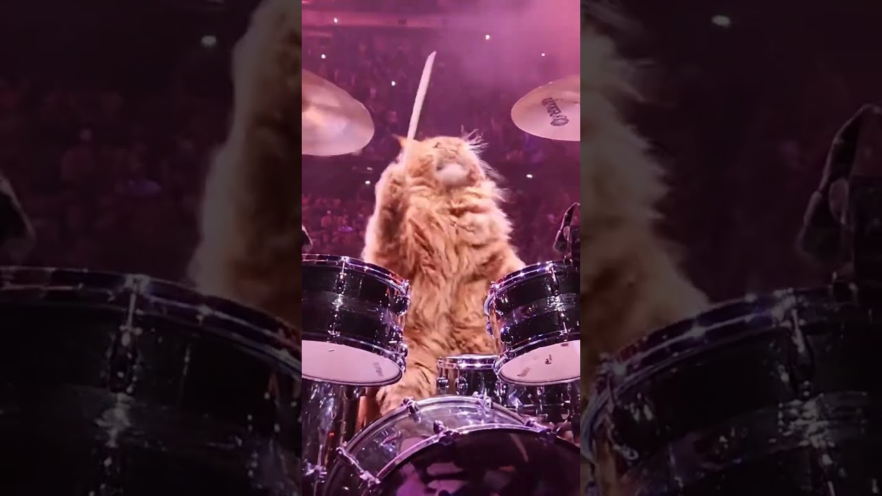 #Cat