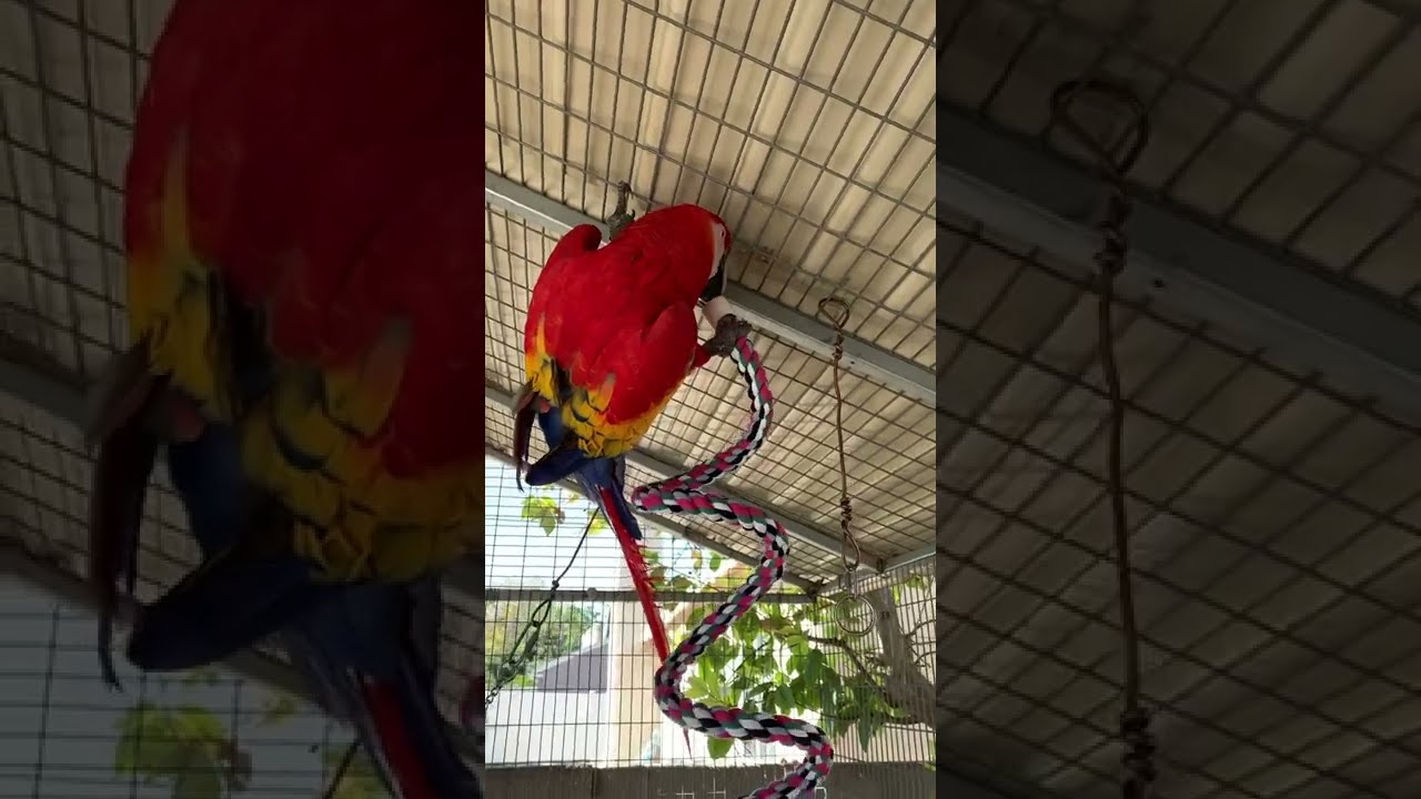 GUACAMAYA Quiere cortar o arrancar el juguete