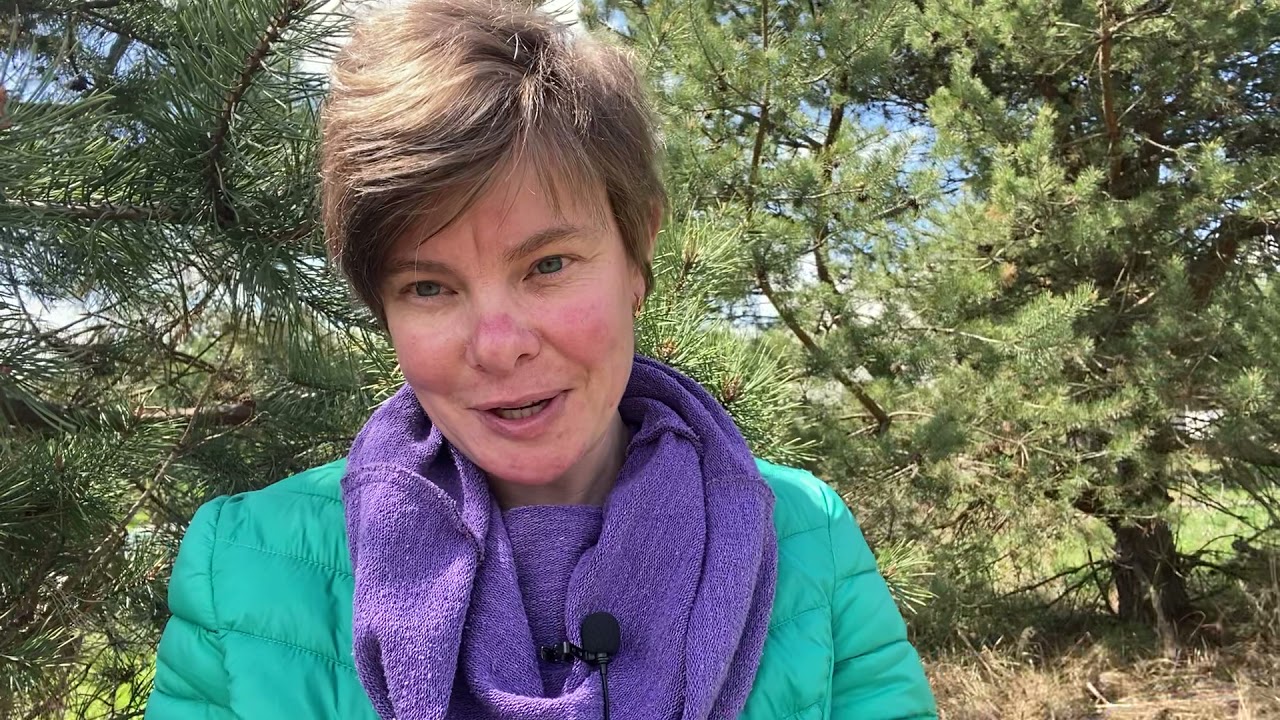 Забезпечуємо троянді достатній полив - іде закладання пупляхів
