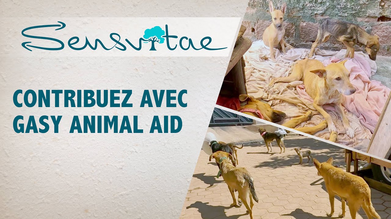 Découvrez le Refuge Gasy Animal Aid : Aidez-les à prendre soin de 80 chiens