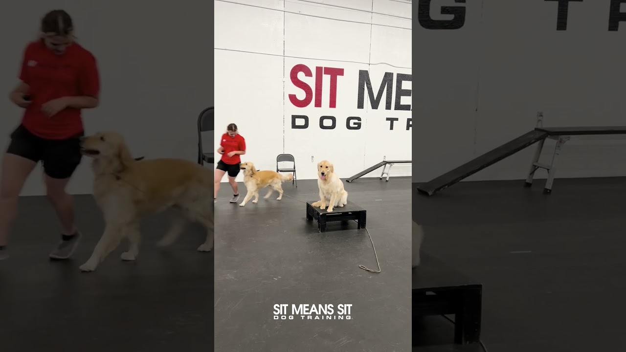 It's Golden Hour! | Sit Means Sit Dog Training Coastal