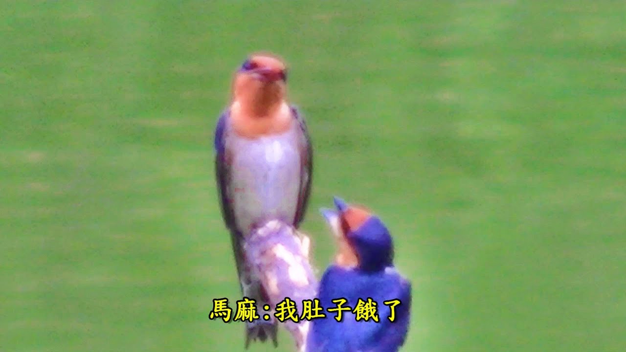 洋燕:在台灣爲普遍的留鳥。經常定居一處，不做遷移，調査顯示有些洋燕於三年間僅在其棲地的16至40公里範圍內活動，拍攝到洋燕母子的互動珍貴鏡頭。