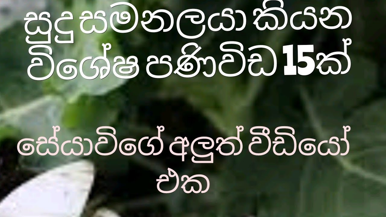 සුදු සමනලයා ඔයාට කියන පණිවිඩය white butterfly meaning