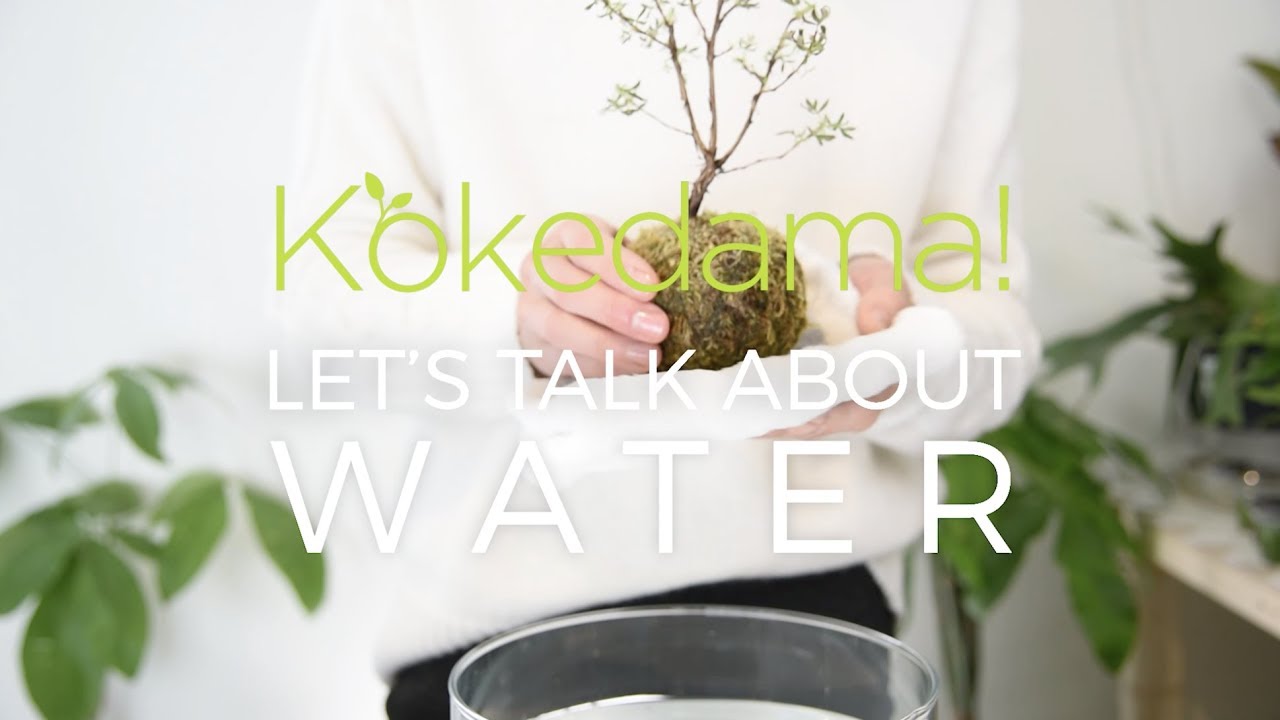 How to Water Your Kokedama